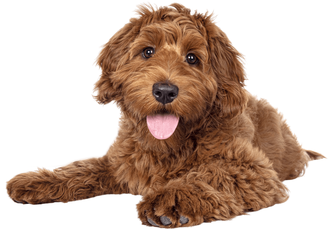 Young dog with long brown hair laying on its stomach looking at camera