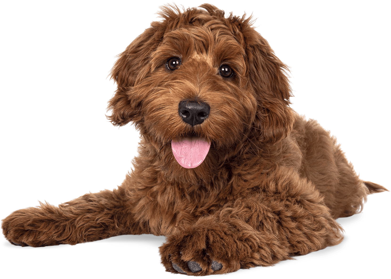 Young dog with long brown hair laying on its stomach looking at camera